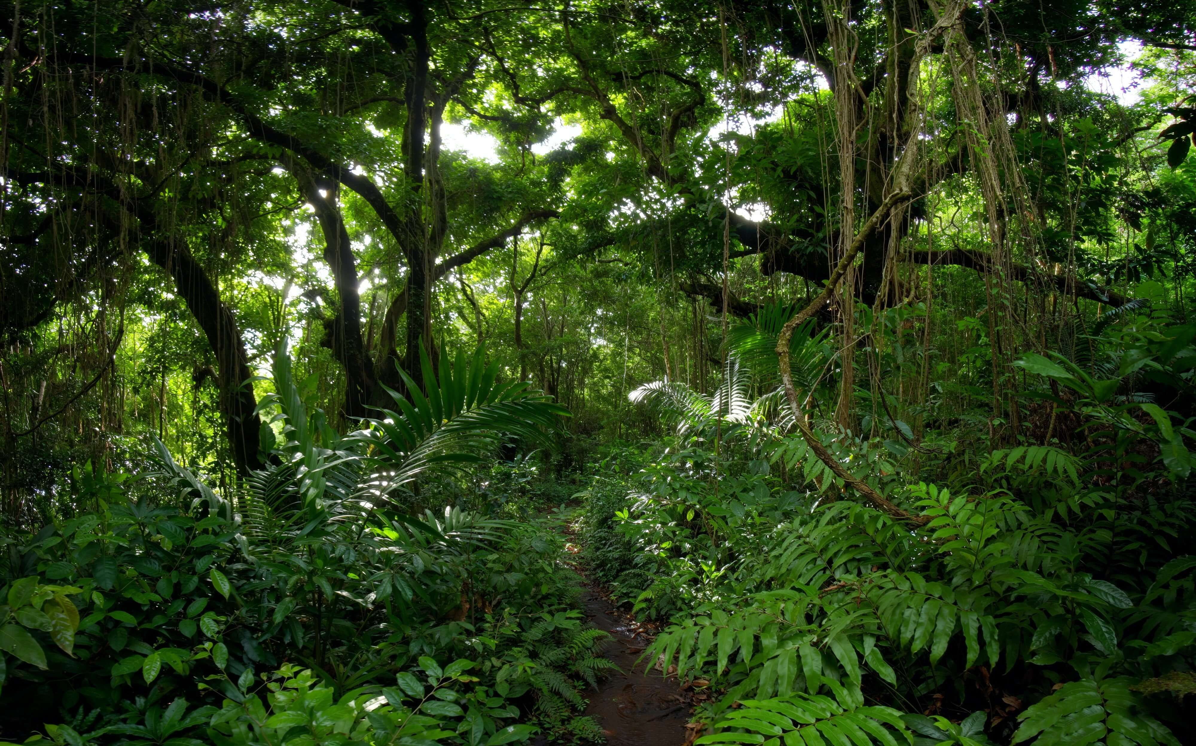 Explore POV Jungle Jungle Explore POV